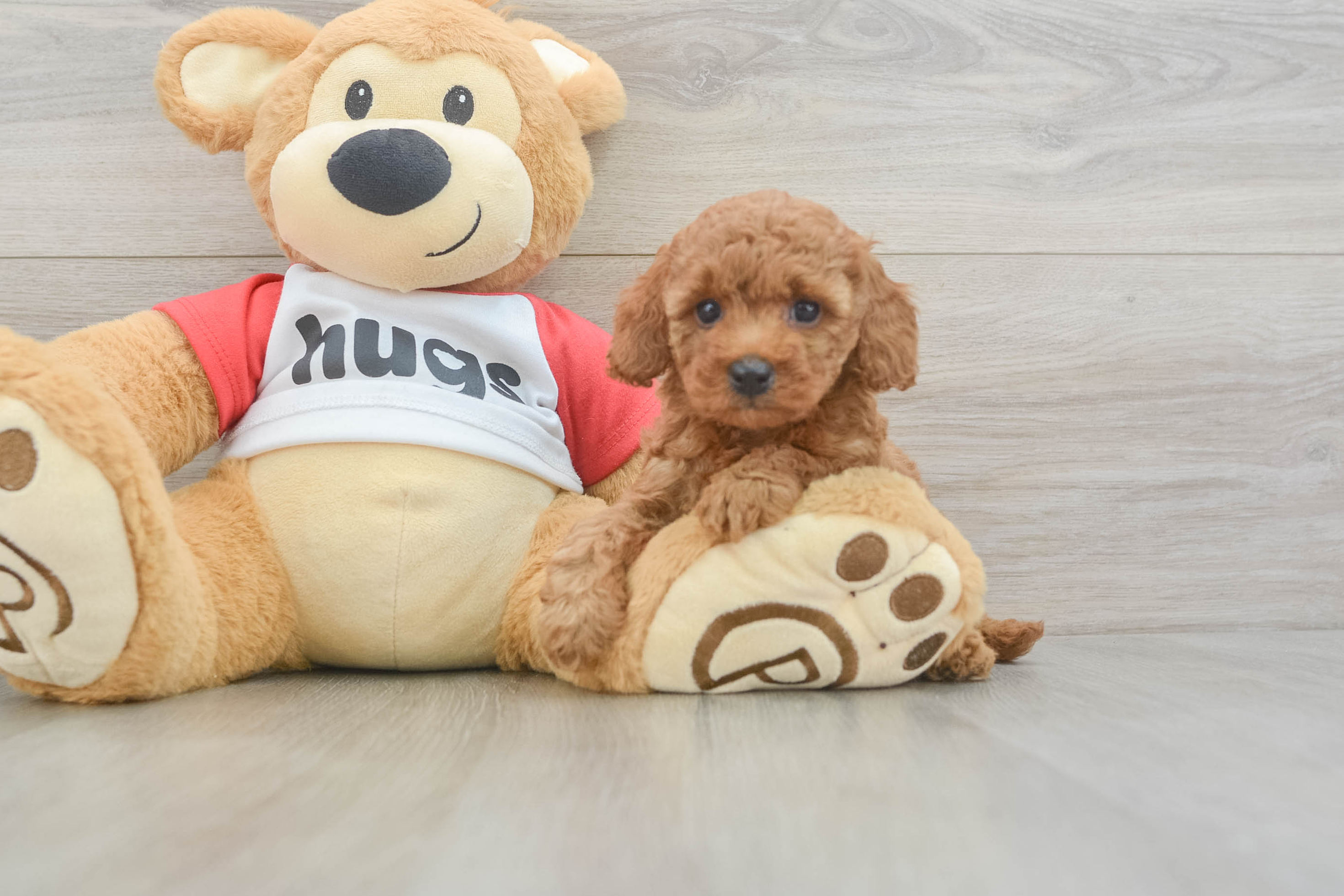 Hypoallergenic Cavapoo Vuitton: 3lb 2oz Doodle Puppy