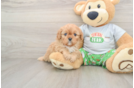 Cavapoo Puppy for Adoption