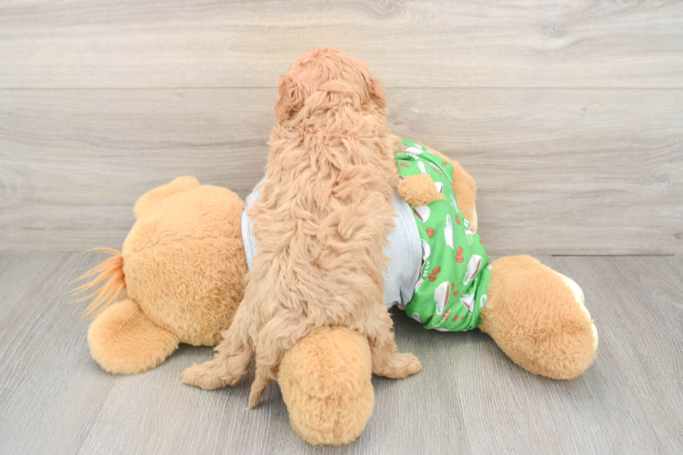 Cavapoo Puppy for Adoption