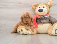 8 week old Cavapoo Puppy For Sale - Premier Pups
