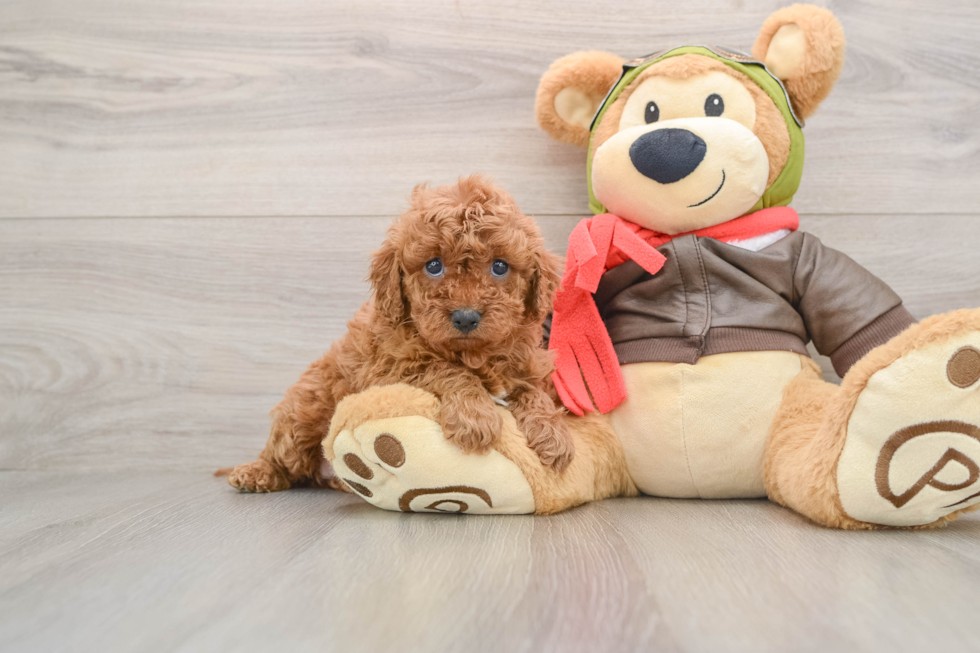 Smart Cavapoo Poodle Mix Pup