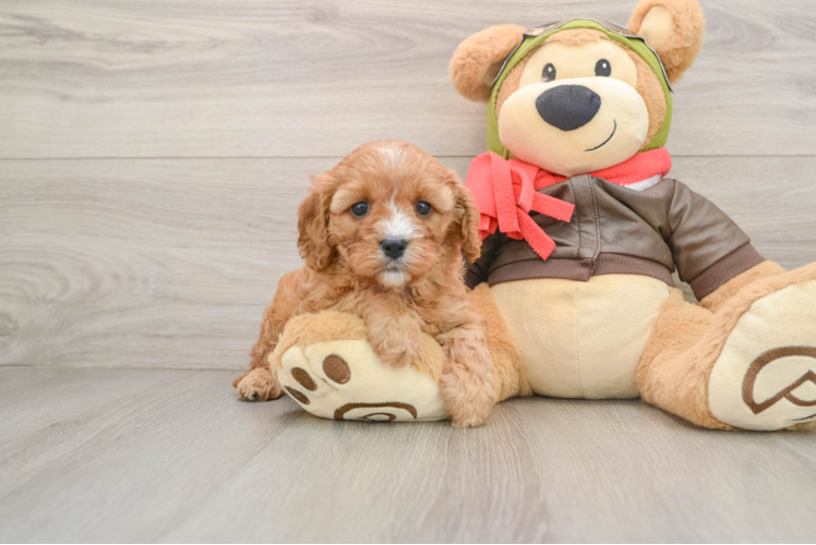 Little Cavipoo Poodle Mix Puppy