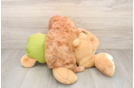 Cavapoo Puppy for Adoption