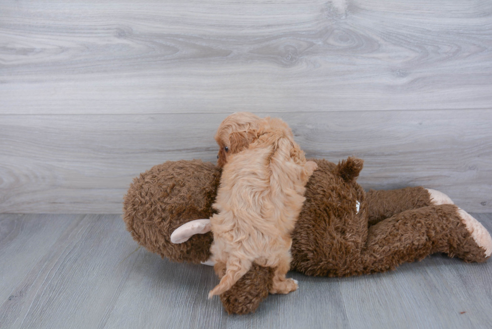 Little Cavoodle Poodle Mix Puppy