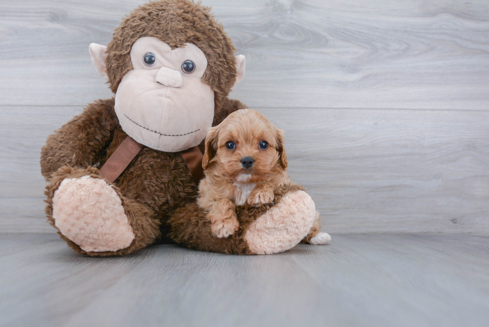 Cavapoo Puppy for Adoption