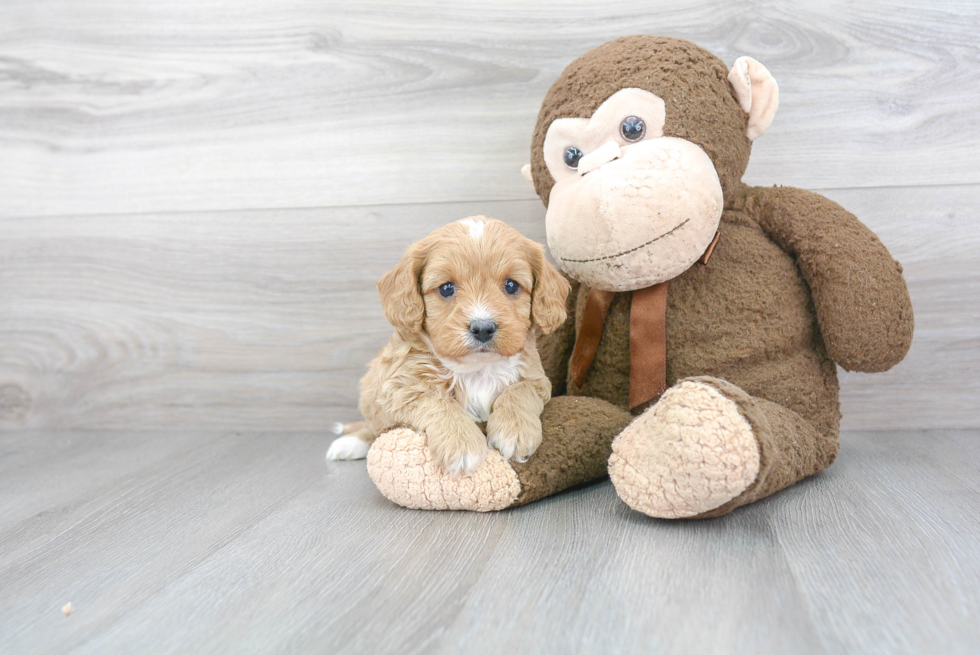 Energetic Cavoodle Poodle Mix Puppy