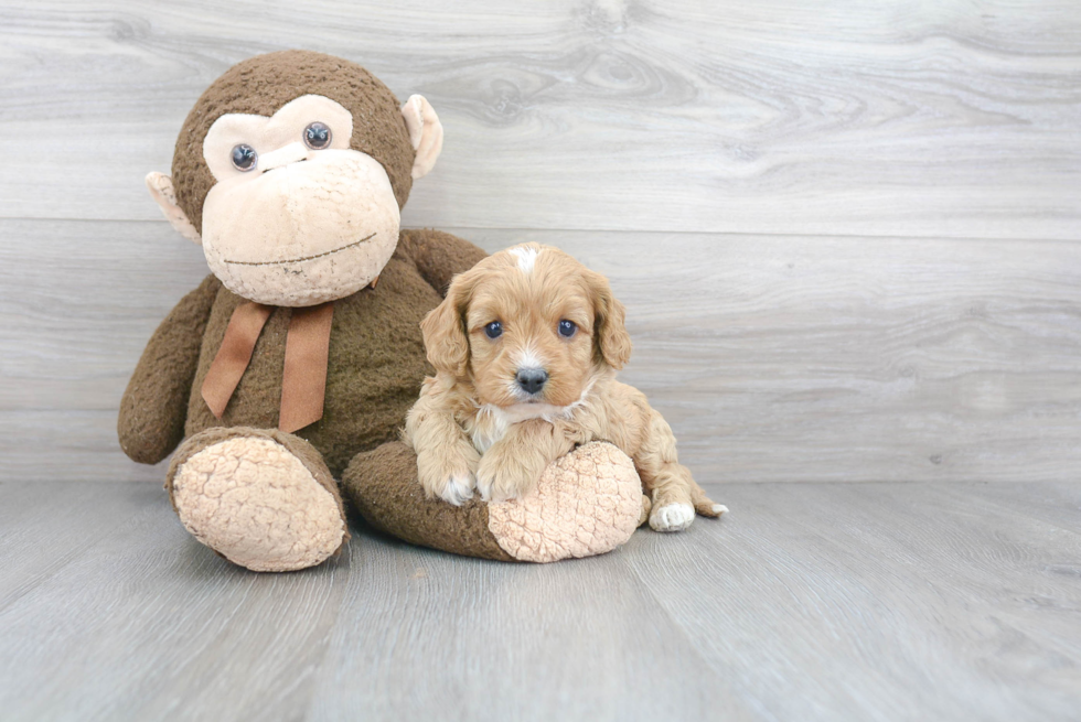 Playful Cavoodle Poodle Mix Puppy