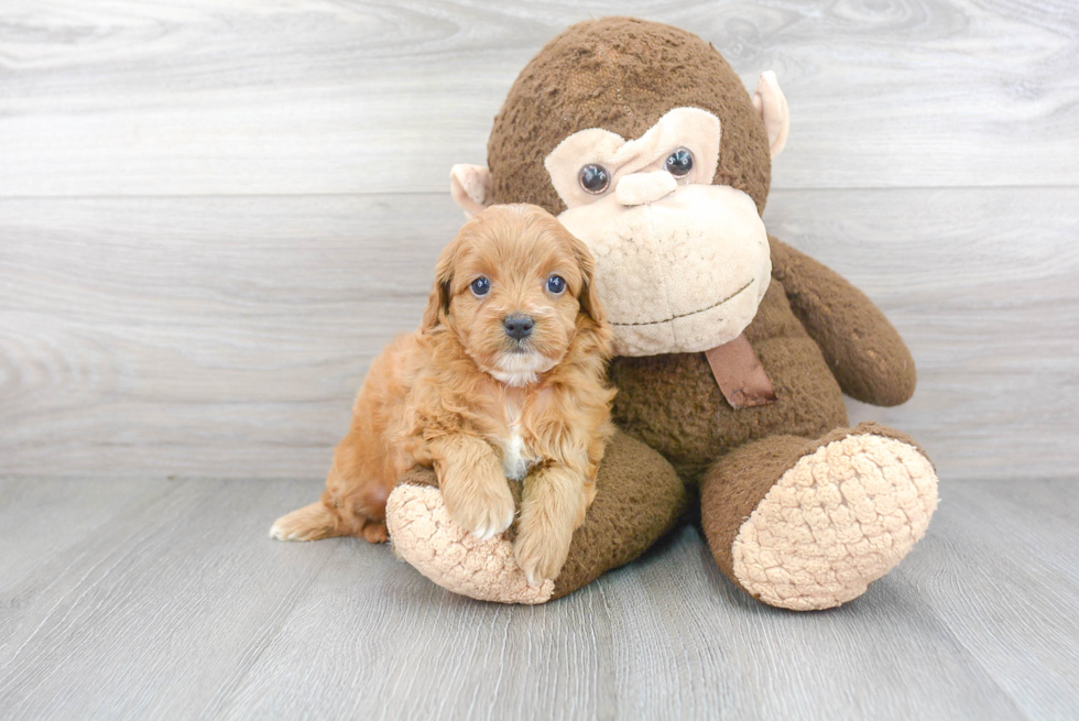 Popular Cavapoo Poodle Mix Pup