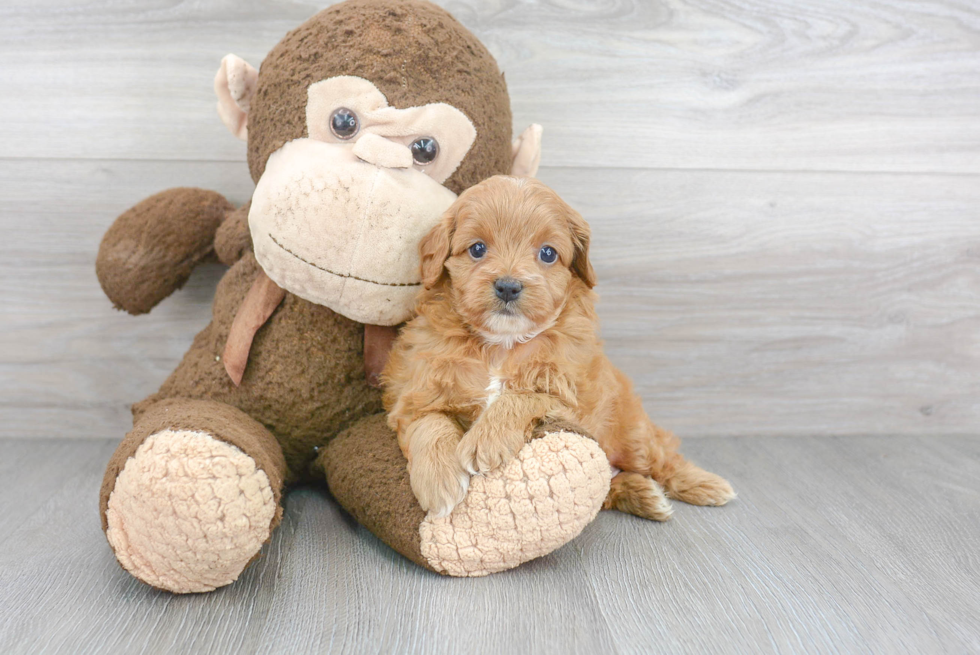 Cavapoo Pup Being Cute