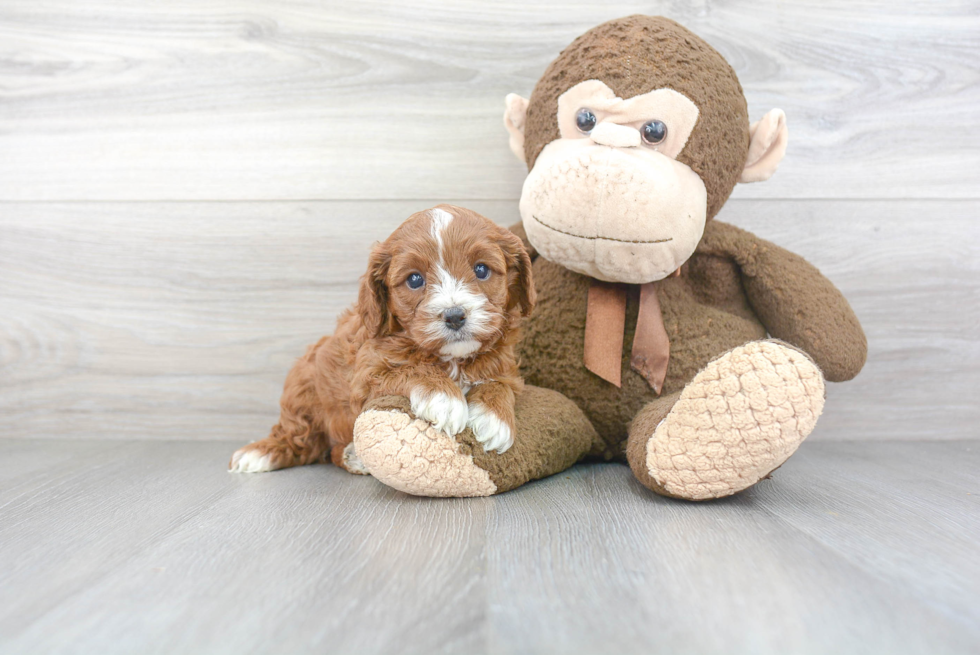 Hypoallergenic Cavoodle Poodle Mix Puppy