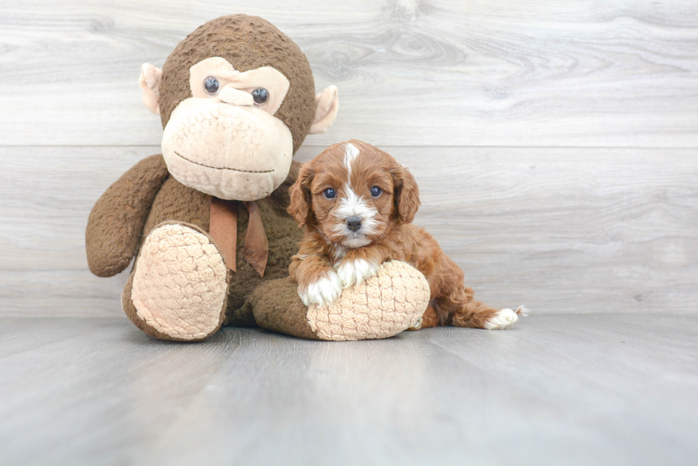 Playful Cavoodle Poodle Mix Puppy