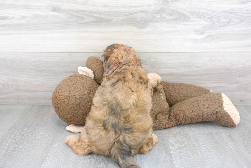 Sweet Cavapoo Baby