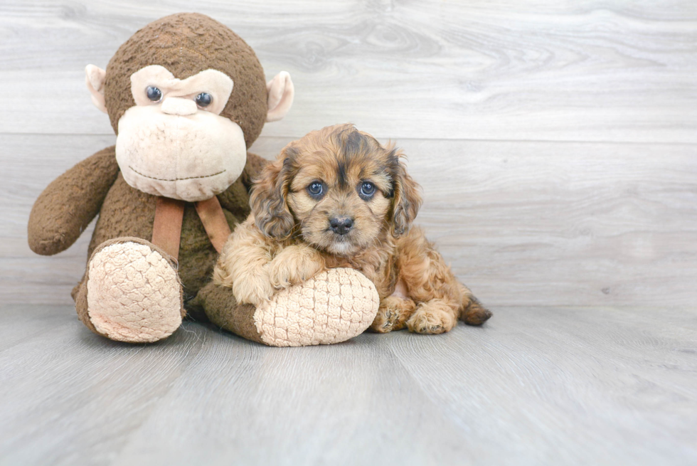 Cavapoo Pup Being Cute