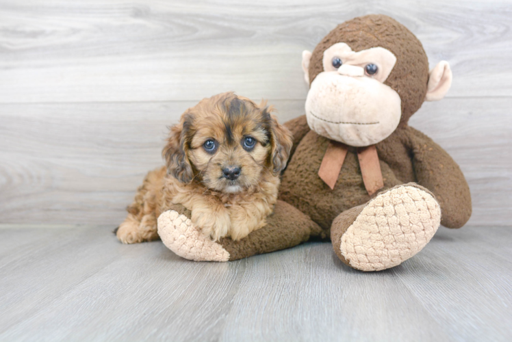 Cavapoo Puppy for Adoption