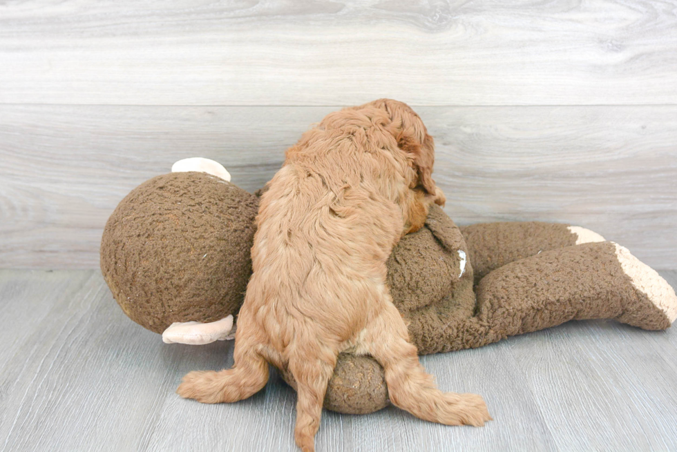 Fluffy Cavapoo Poodle Mix Pup