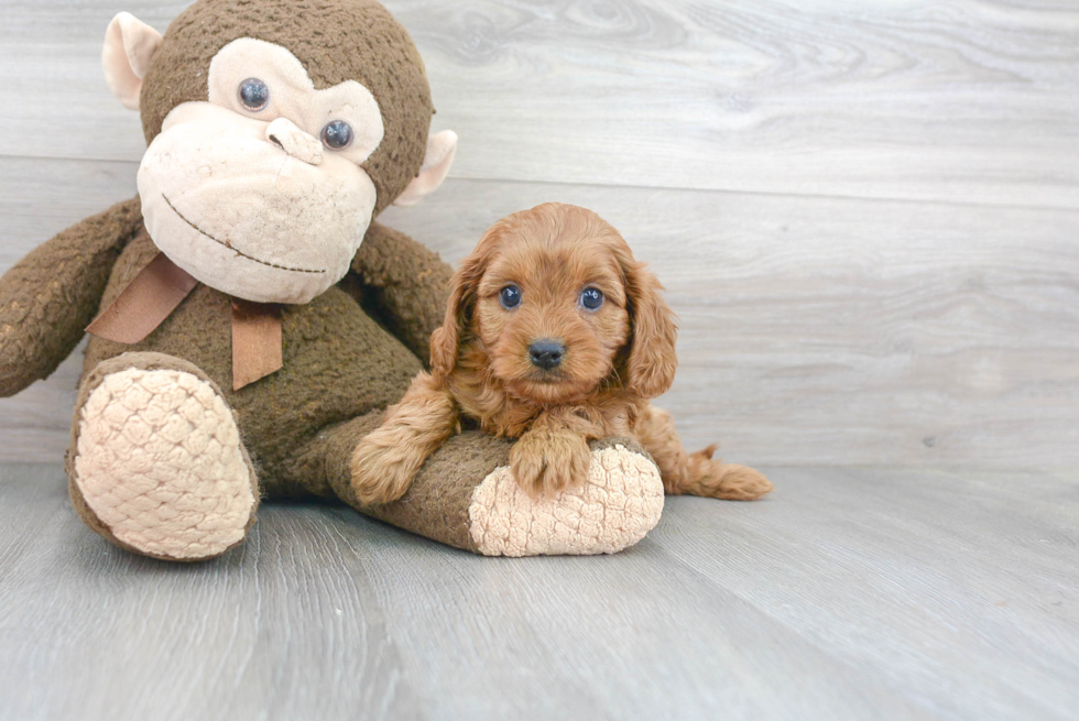 Happy Cavapoo Baby