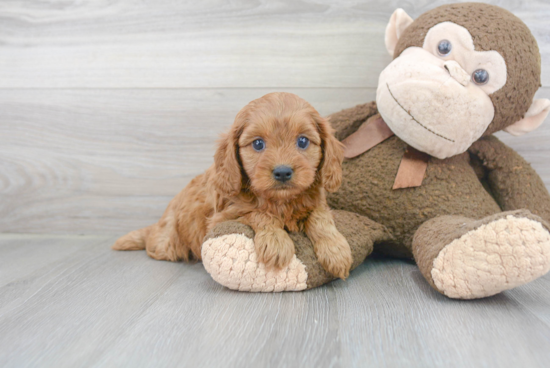 Best Cavapoo Baby