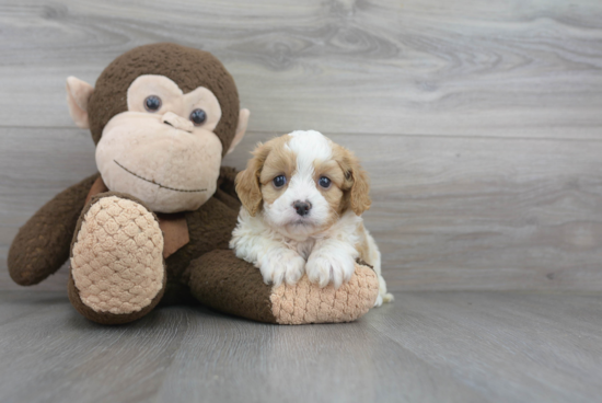 Playful Cavoodle Poodle Mix Puppy