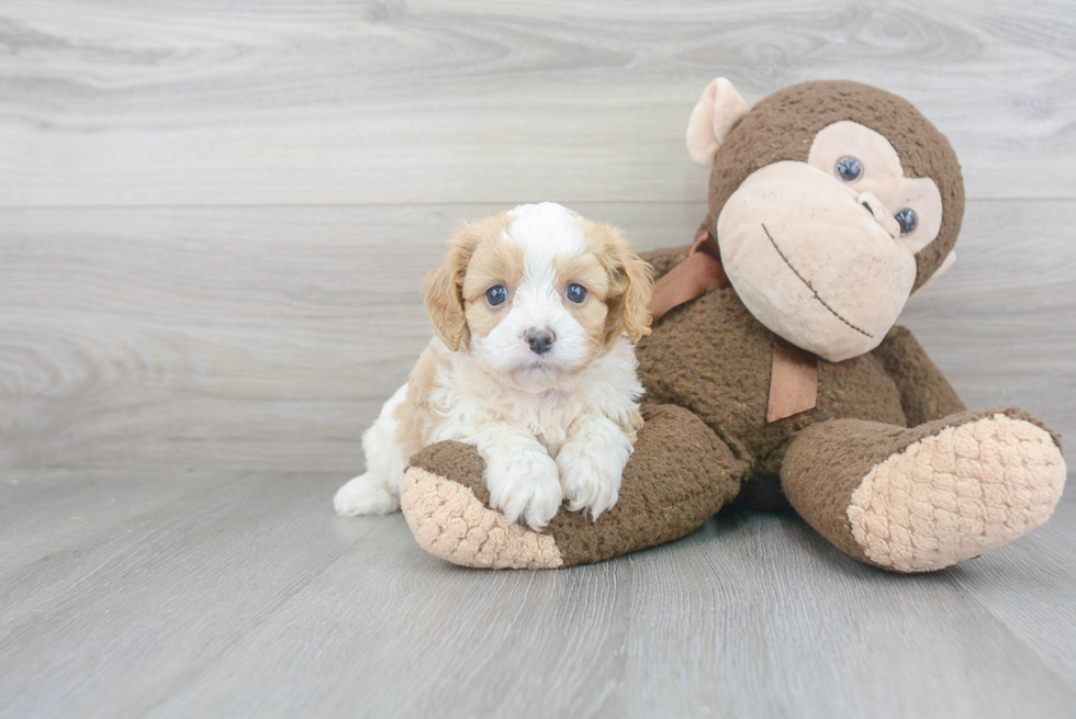 Hypoallergenic Cavoodle Poodle Mix Puppy