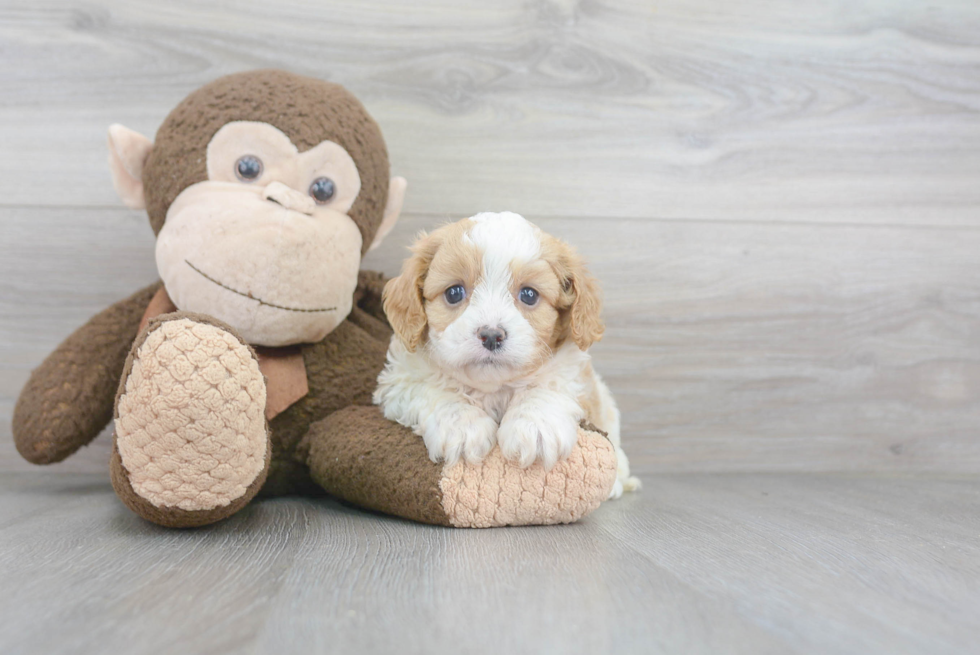 Smart Cavapoo Poodle Mix Pup