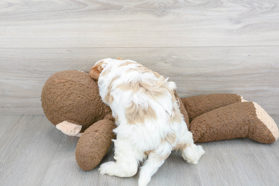 Playful Cavoodle Poodle Mix Puppy