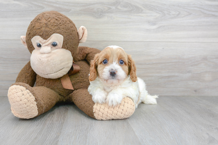 Cavapoo Pup Being Cute