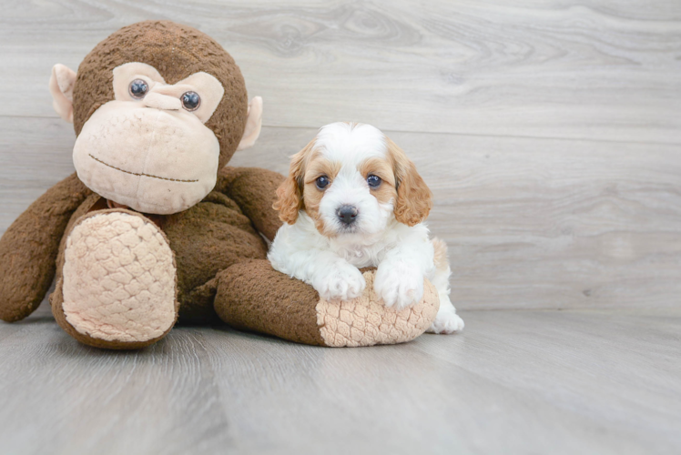 Cavapoo Pup Being Cute