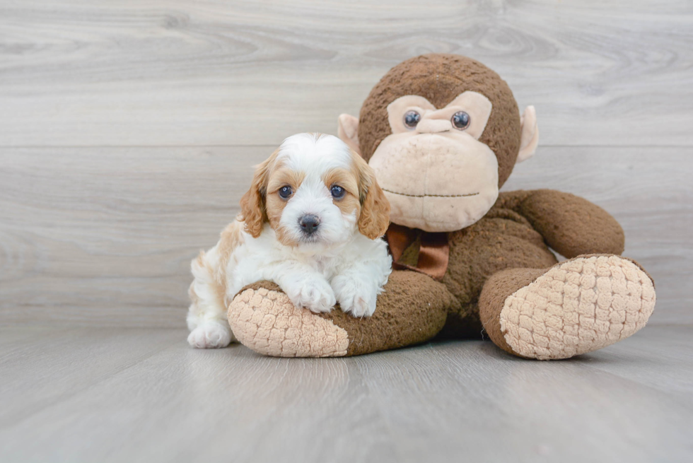 Cavapoo Pup Being Cute