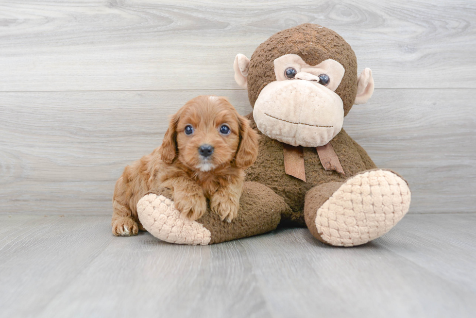 Cavapoo Puppy for Adoption