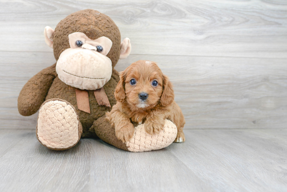 Playful Cavoodle Poodle Mix Puppy