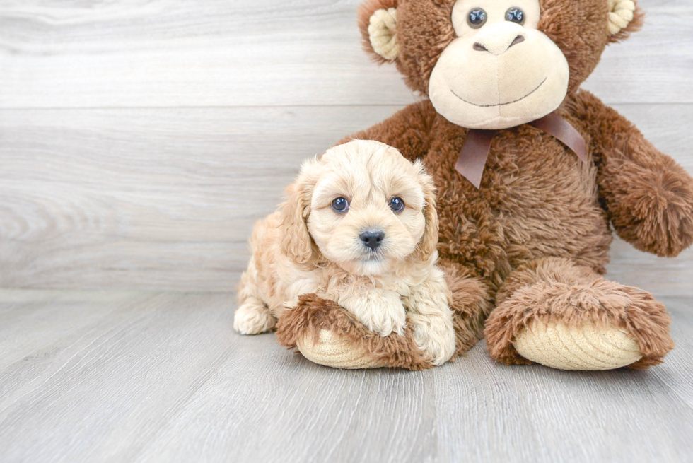 Popular Cavapoo Poodle Mix Pup