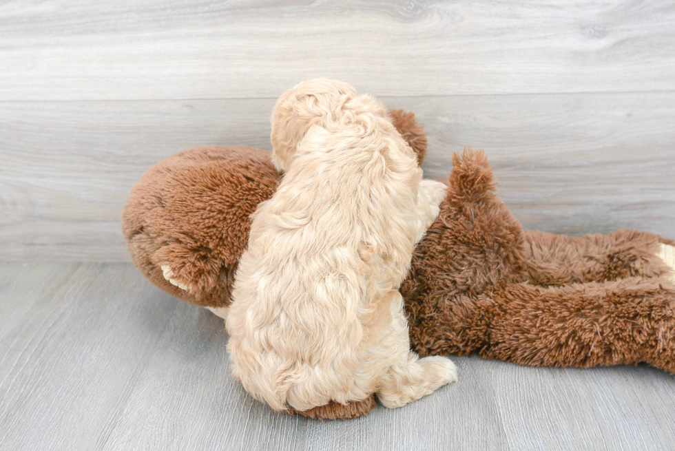 Fluffy Cavapoo Poodle Mix Pup