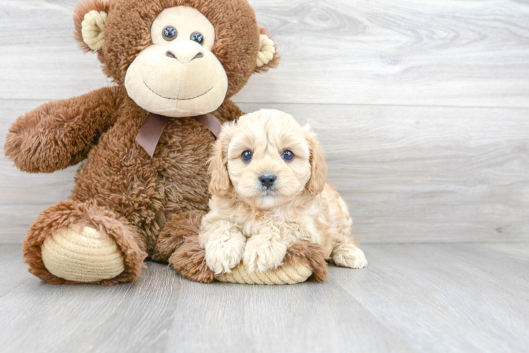 Best Cavapoo Baby