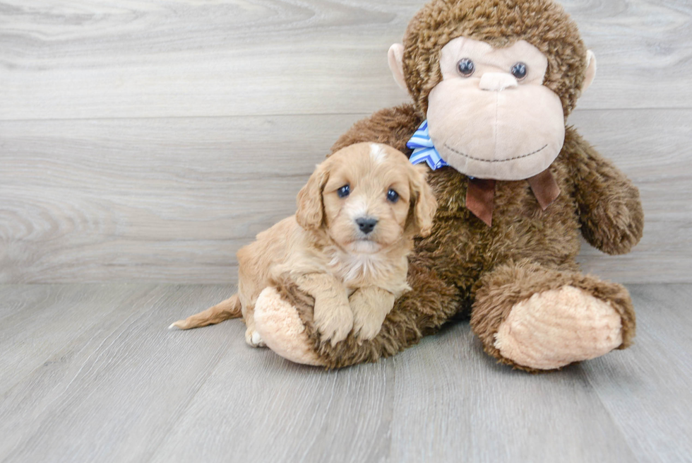 Petite Cavapoo Poodle Mix Pup