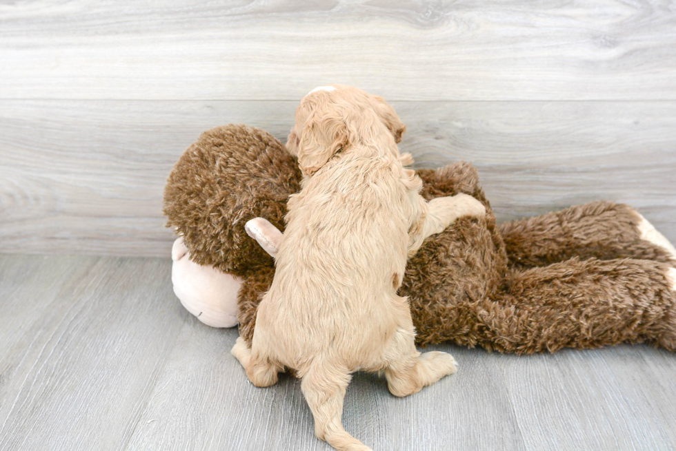 Playful Cavoodle Poodle Mix Puppy