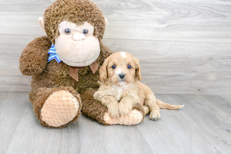 Smart Cavapoo Poodle Mix Pup