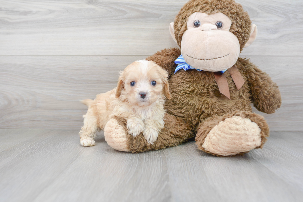 Cavapoo Puppy for Adoption