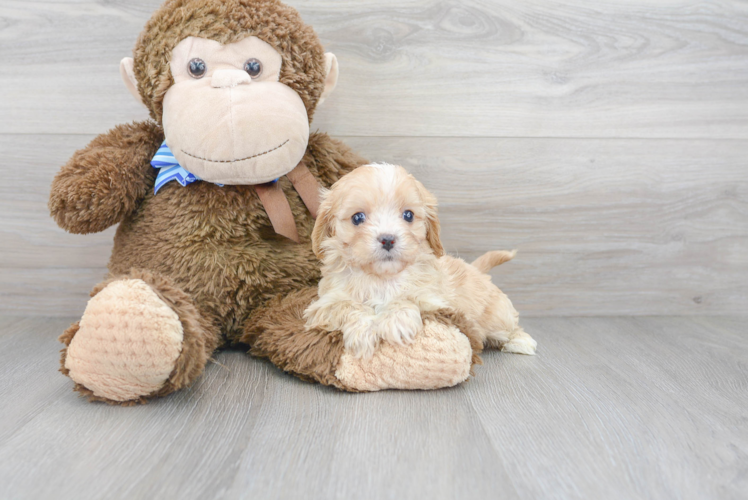 Cavapoo Puppy for Adoption