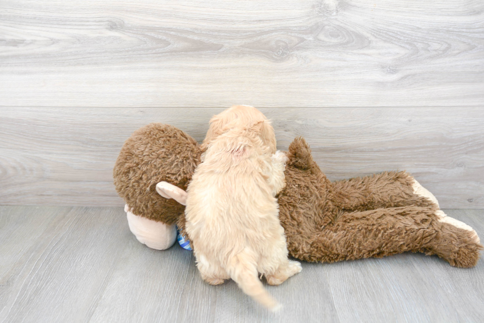 Playful Cavoodle Poodle Mix Puppy