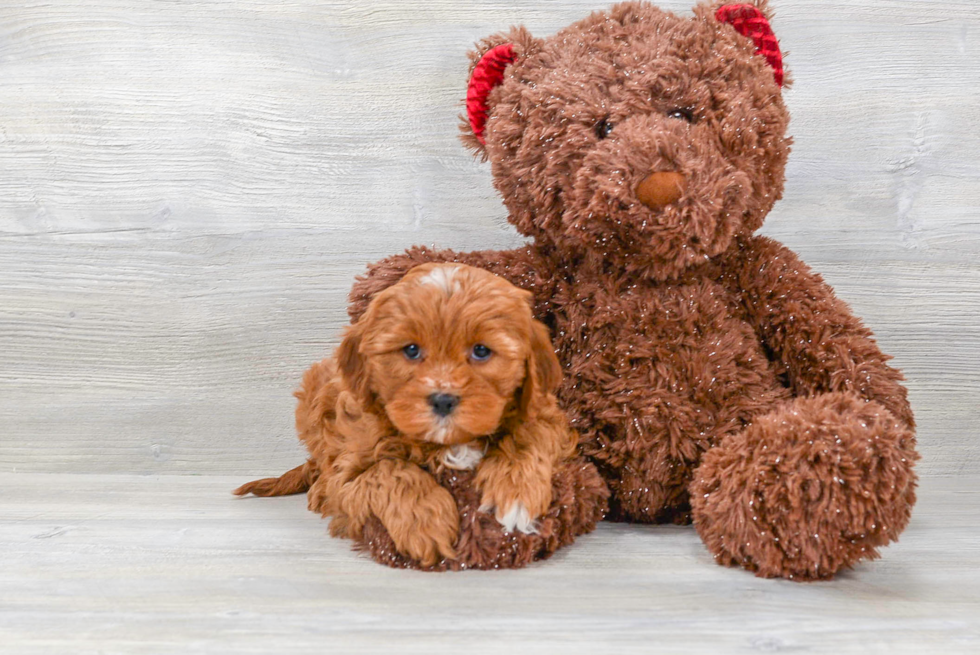 Cavapoo Pup Being Cute