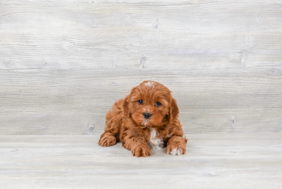 Best Cavapoo Baby