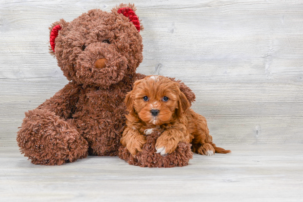 Funny Cavapoo Poodle Mix Pup