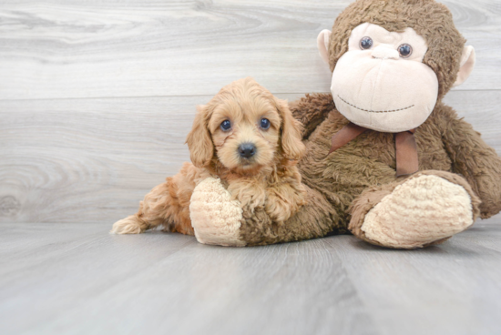 Smart Cavapoo Poodle Mix Pup