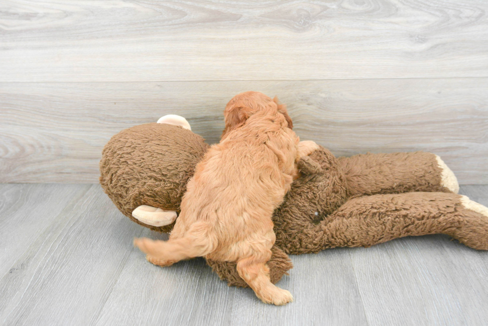 Cute Cavapoo Baby
