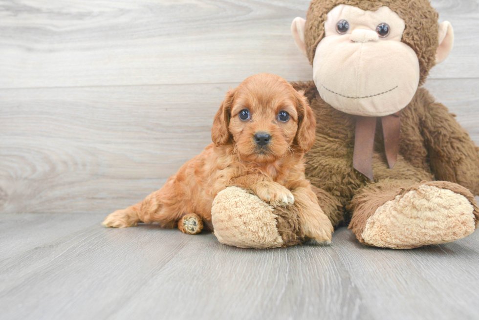 Cavapoo Pup Being Cute