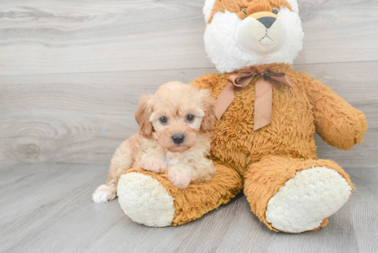 Playful Cavoodle Poodle Mix Puppy