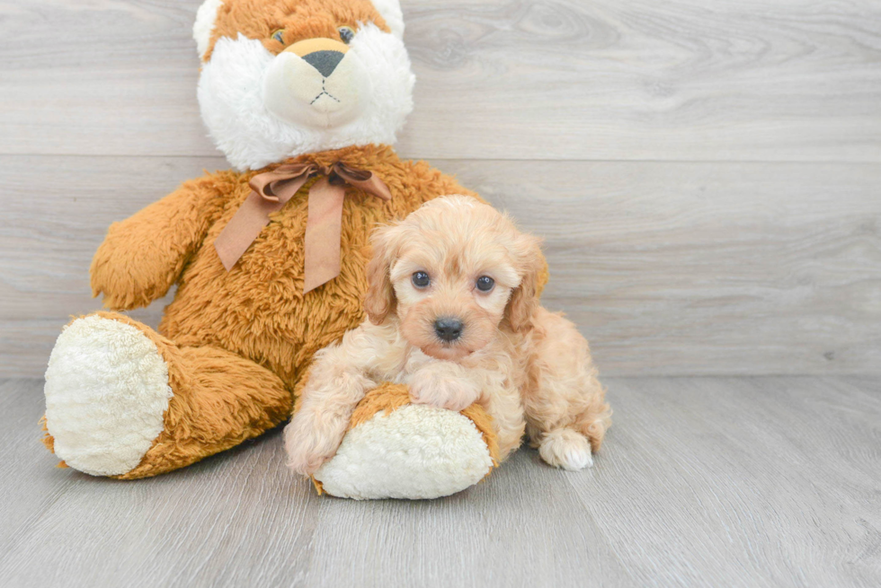 Happy Cavapoo Baby