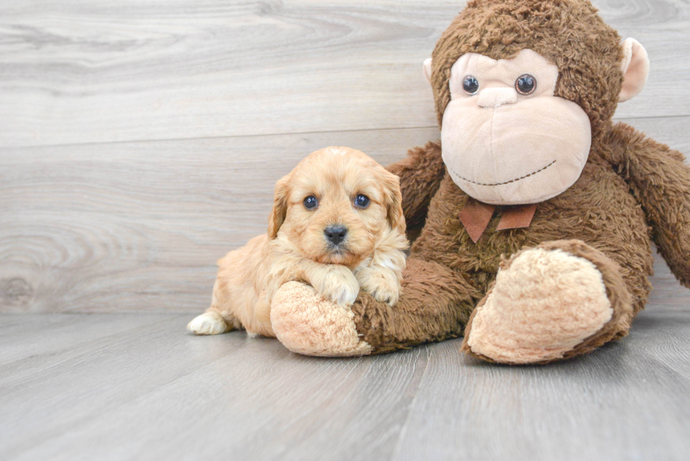 Happy Cavapoo Baby