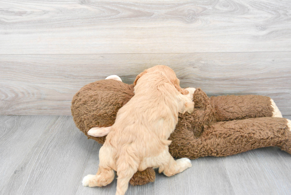 Cavapoo Pup Being Cute