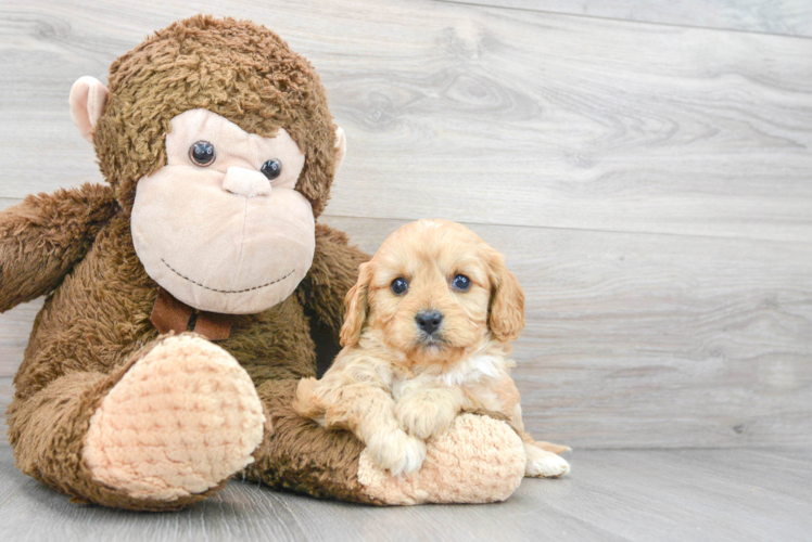 Cavapoo Pup Being Cute